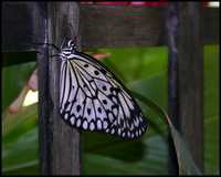 IMG_8971.jpg