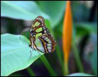 Highlight for Album: Butterfly Farm on Aruba