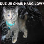 MeowDah-ChainHangLow.jpg