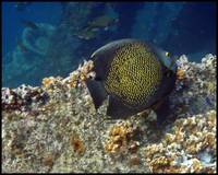 Highlight for Album: Snorkeling in Aruba