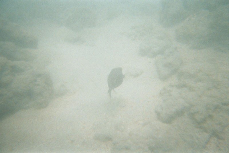 Hrm.. Can't remember what this is... I think it was a puffer of some kind, but kinda looks like a boxfish of some kind in this shot.