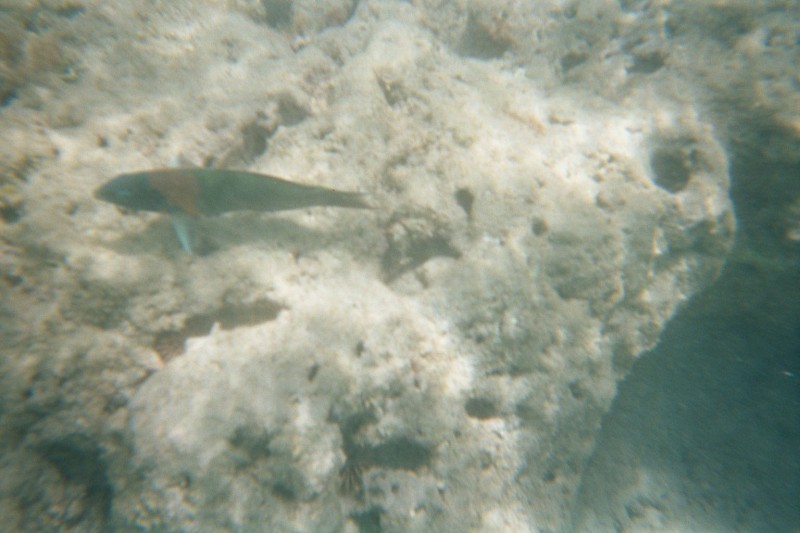Some sort of wrasse maybe?