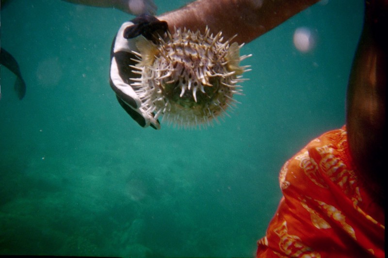 Here's another puffer he caught, this one was a spiney puffer and I got to hold it too! They aren't very manuverable when puffed, heh!