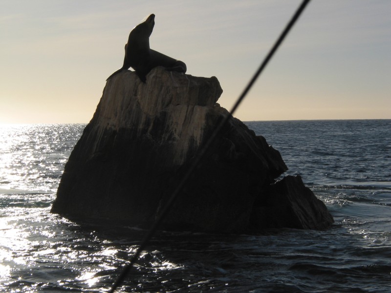 This dude got up there on high tide and is now stuck till high tide comes again! 