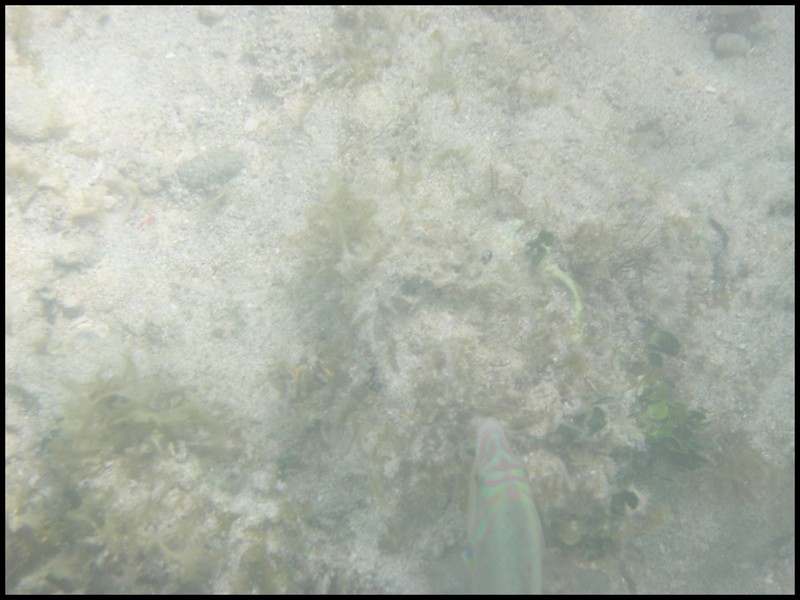 You can see the head of the princess parrot fish in the lower right (we think it's a princess!).