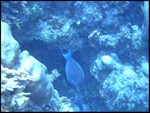 Atlantic blue tang.