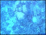 There was a TON of these little blue fishies in the middle upper-right.